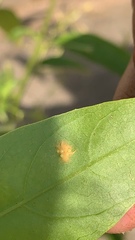 Artaxa guttata