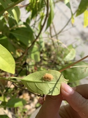 Artaxa guttata