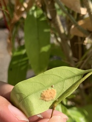 Artaxa guttata