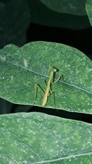 Cardioptera