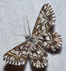 Cinglis andalusiaria