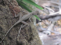 Anolis bicaorum