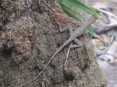 Anolis bicaorum