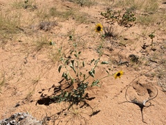 Helianthus petiolaris — photo 2