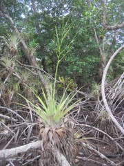 Tillandsia izabalensis