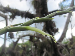 Tillandsia izabalensis