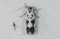 Ethmia quadrillella