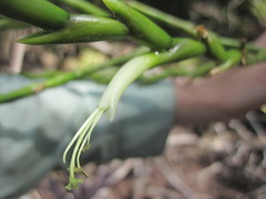 Tillandsia izabalensis