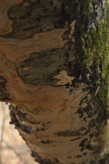 Rigidoporus corticola
