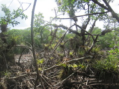 Tillandsia izabalensis