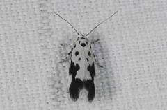 Ethmia quadrillella
