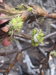 Tillandsia izabalensis