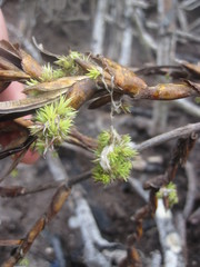 Tillandsia izabalensis