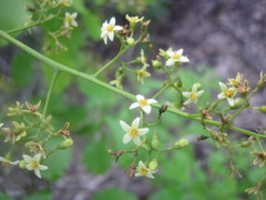 Metopium brownei