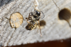 Osmia bicornis