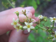 Metopium brownei