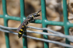 Monosapyga clavicornis