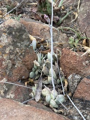 Adromischus umbraticola