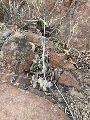 Adromischus umbraticola