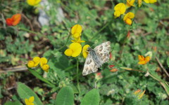 Muschampia orientalis