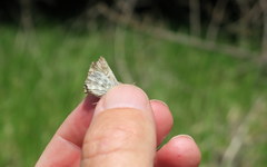 Muschampia orientalis