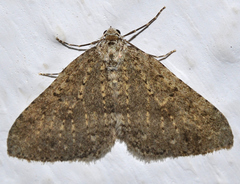 Colostygia multistrigaria