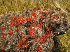 Drosera capillaris