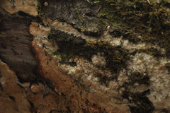 Rigidoporus corticola
