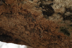 Rigidoporus corticola