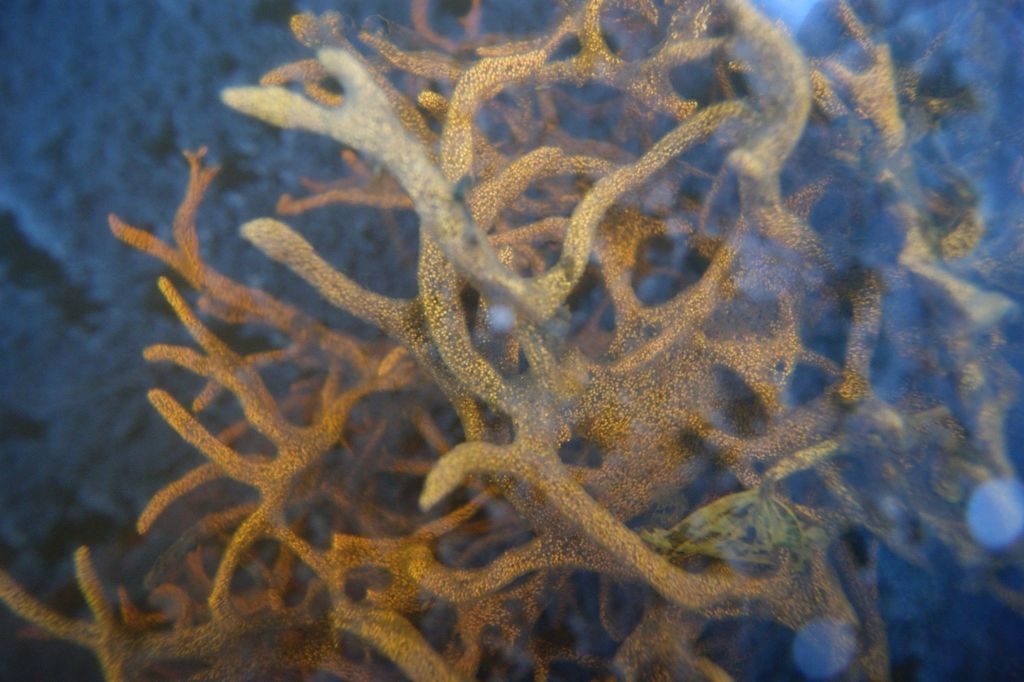 brackish water freshwater sponge