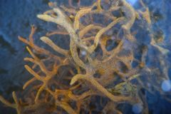 Ephydatia fluviatilis