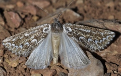 Compsoptera jourdanaria