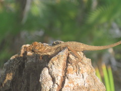 Anolis bicaorum