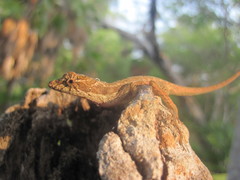 Anolis bicaorum