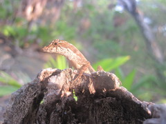 Anolis bicaorum