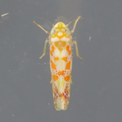 Dikrella maculata