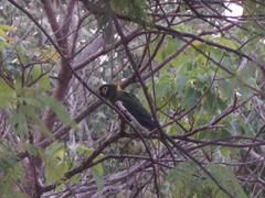 Primolius auricollis