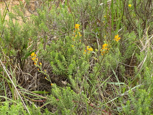 Image of Manulea parviflora by (c) Shaun Swanepoel, some rights reserved (CC BY)