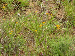 Manulea parviflora