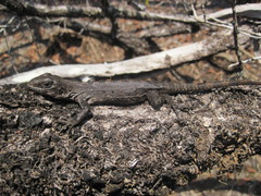 Ctenosaura bakeri