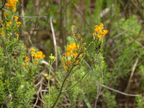 Image of Manulea parviflora by (c) Shaun Swanepoel, some rights reserved (CC BY)