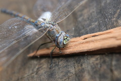 Rhionaeschna diffinis