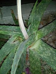Aloe