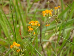Manulea parviflora