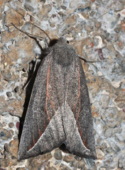 Compsoptera opacaria