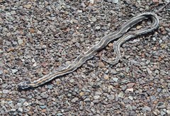 Thamnophis cyrtopsis cyrtopsis