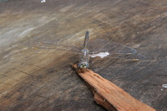 Rhionaeschna diffinis