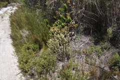 Struthiola tetralepis