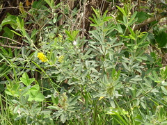 Eriosema psoraleoides