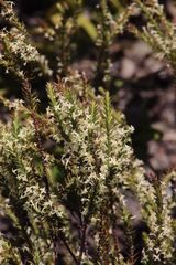Struthiola tetralepis